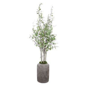 Aldis Potted River Birch