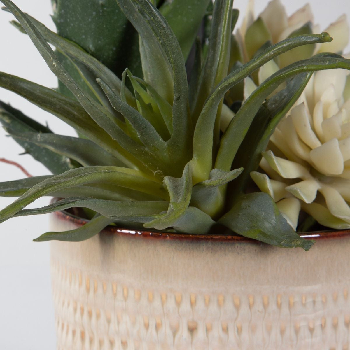 seaside succulent Seaside succulents, S/2