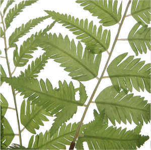 Country Ferns, S/2