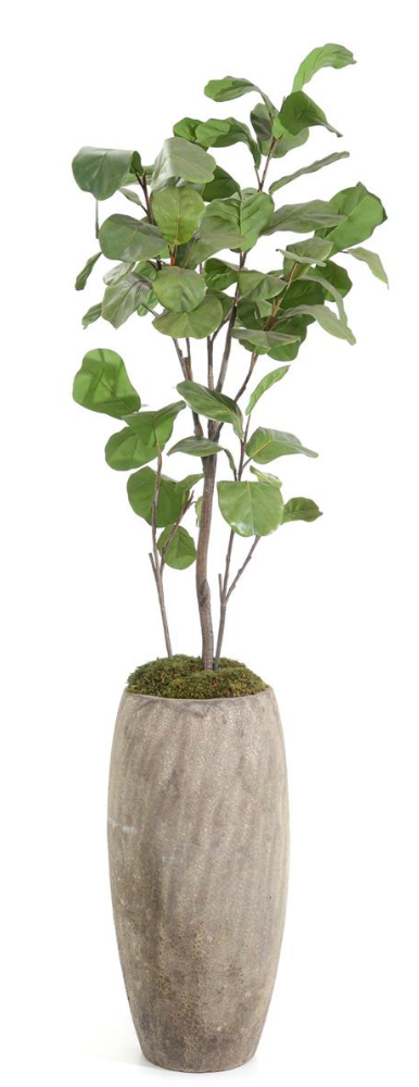 Slender Fiddle Leaf Fig