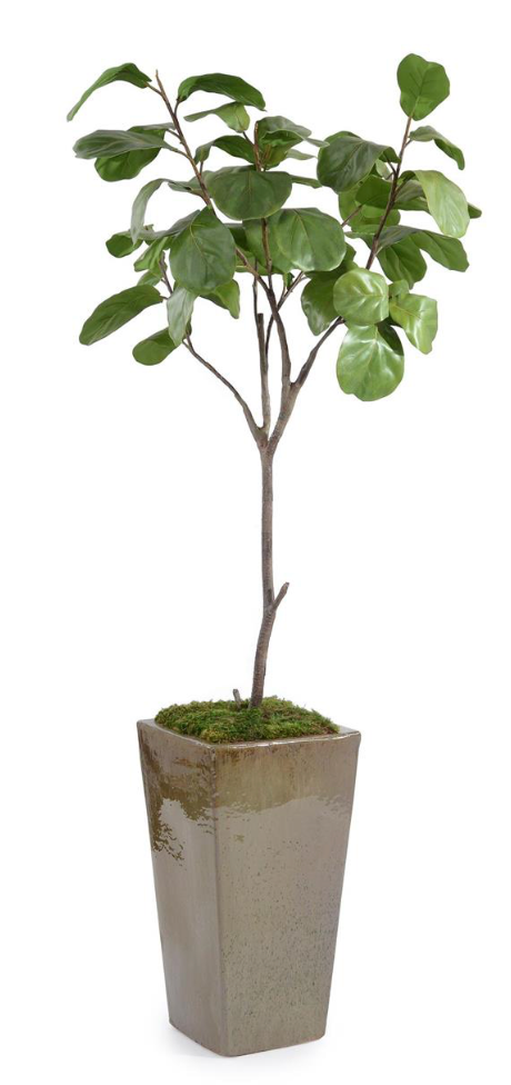 Mossy Fiddle Leaf 5