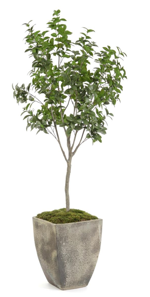 Bay Laurel Tree