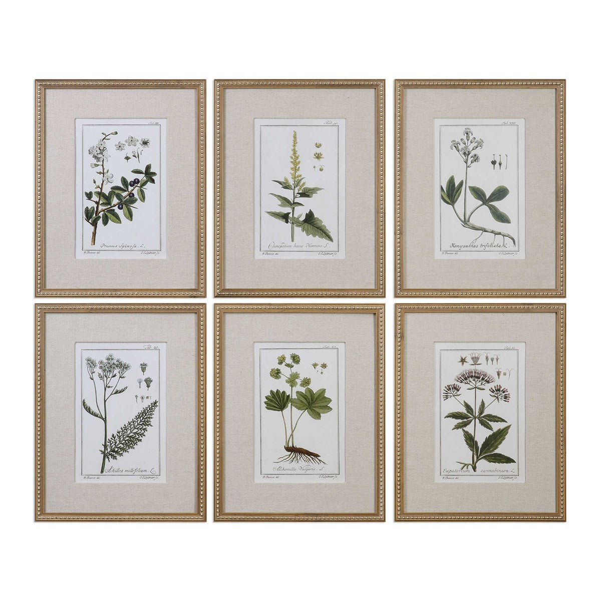 Green Floral Botanical Study Framed Prints