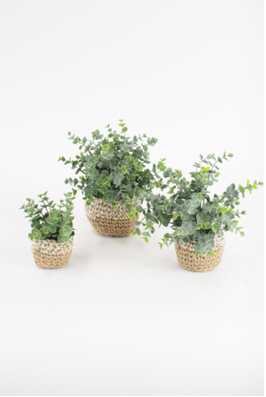 Artificial Eucalyptus Plants in Woven Pots