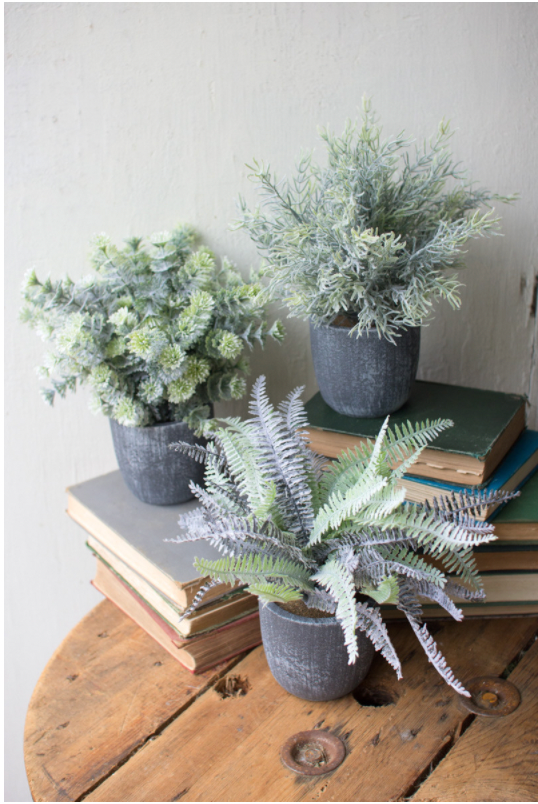Fern Succulents with Round Grey Pots