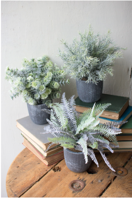 succulent fern Fern Succulents with Round Grey Pots