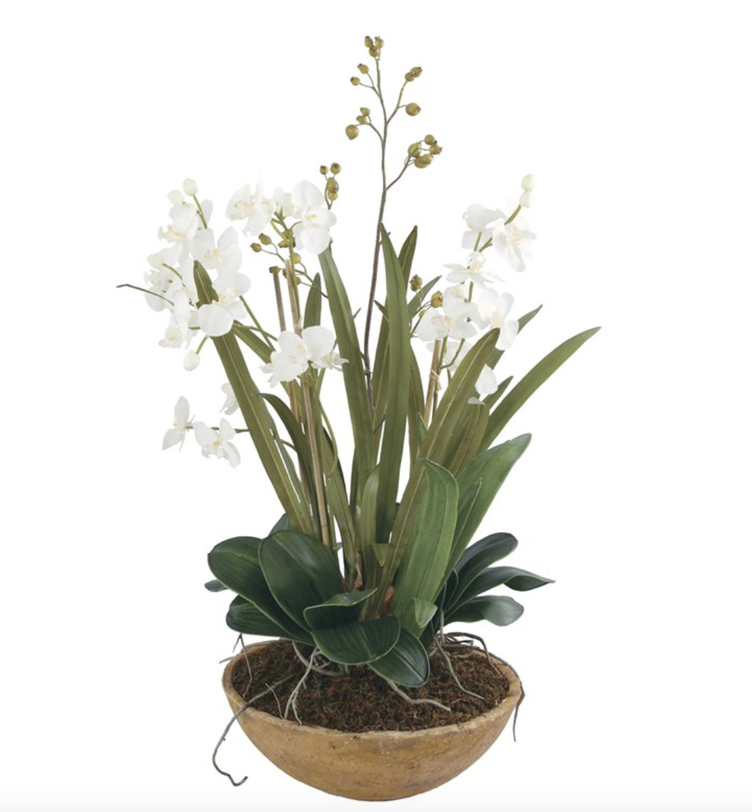 Moth Orchid Planter