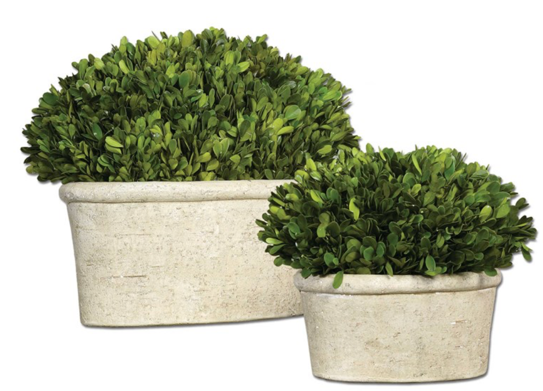 Preserved Boxwood Oval Domes