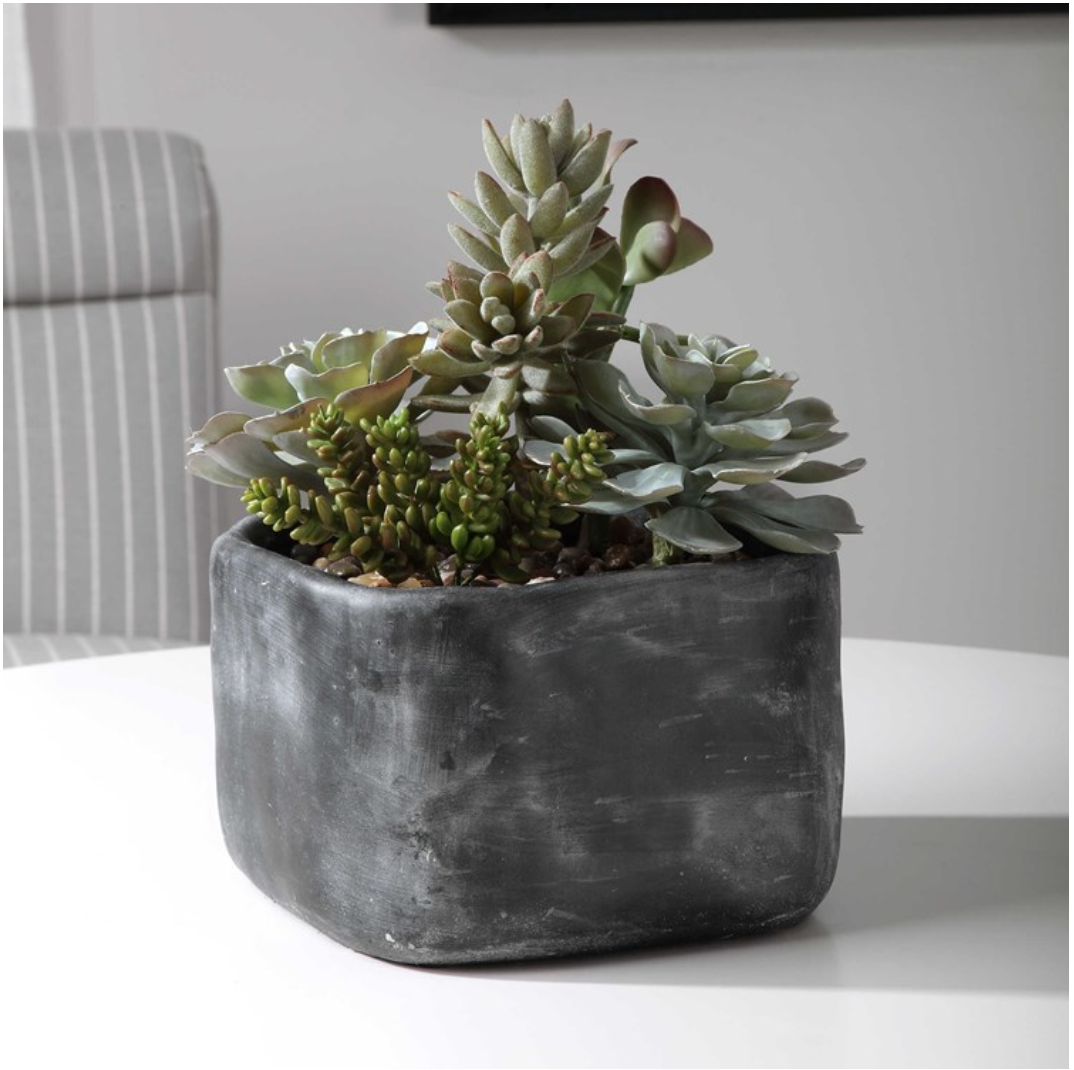 Alverio Succulents