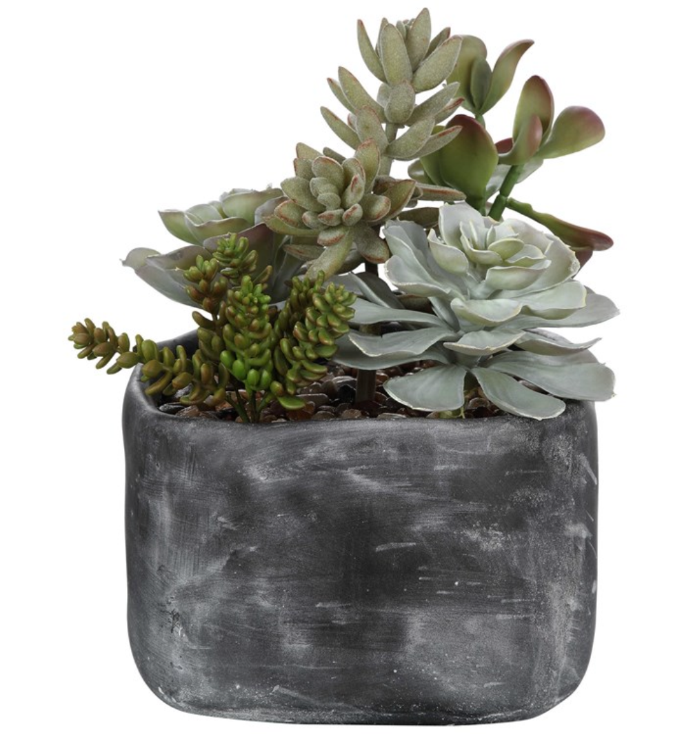 Alverio Succulents