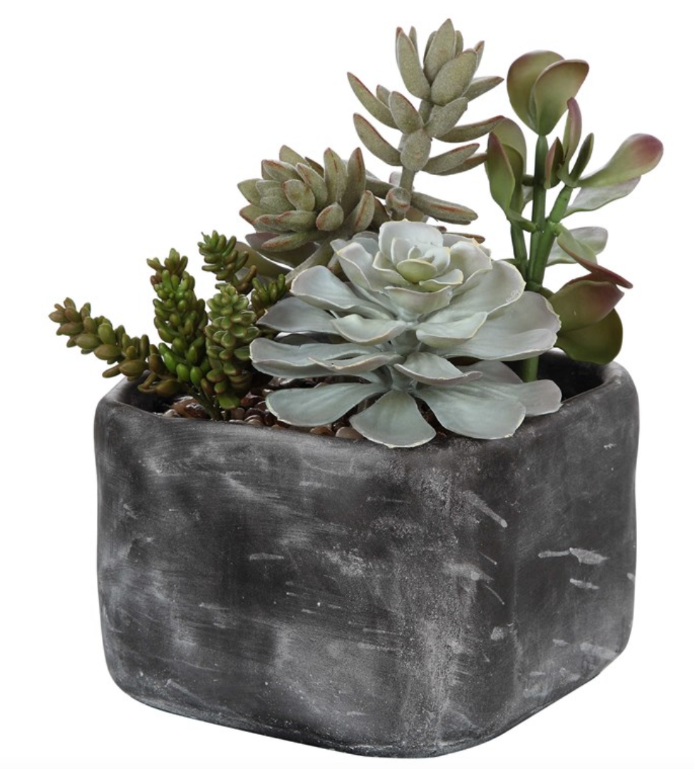 Alverio Succulents