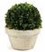 Boxwood Ball In Pot - Large