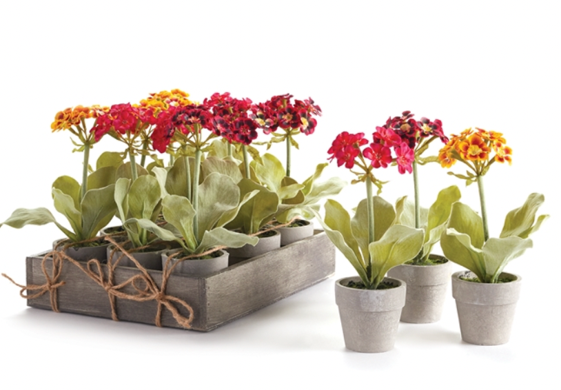 Mini Primula Potted 7.5"